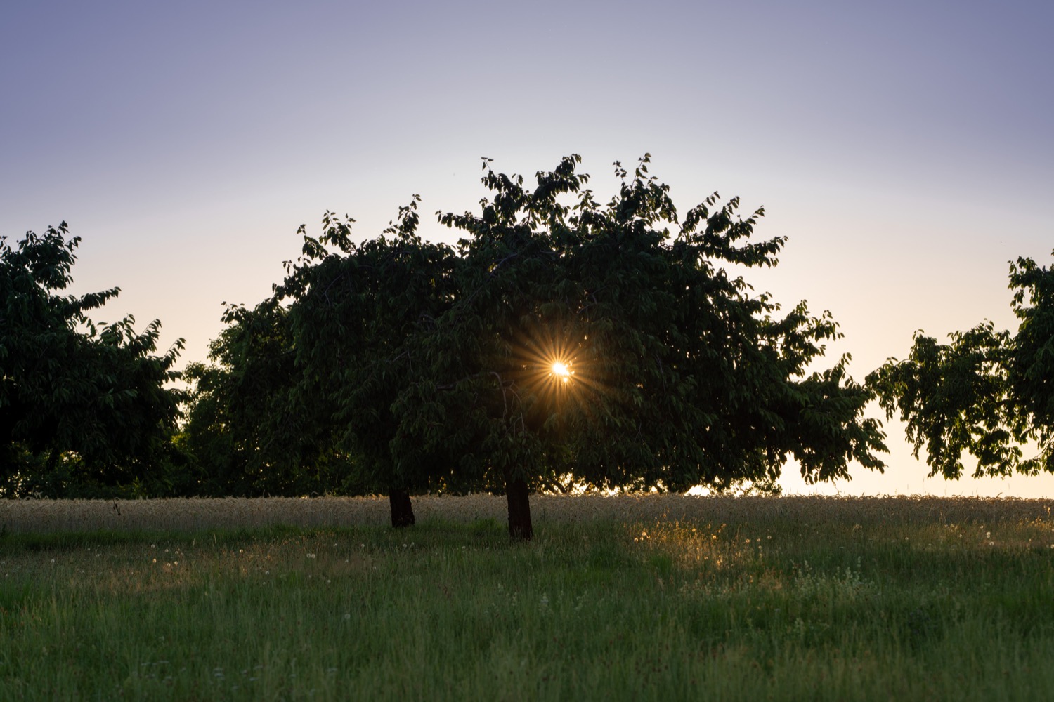 Sunset at Marloffstein | 1/250s * f14 * ISO 400 * 24mm - FE 24mm F1.4 GM - Sony α7 IV Sunset at Marloffstein