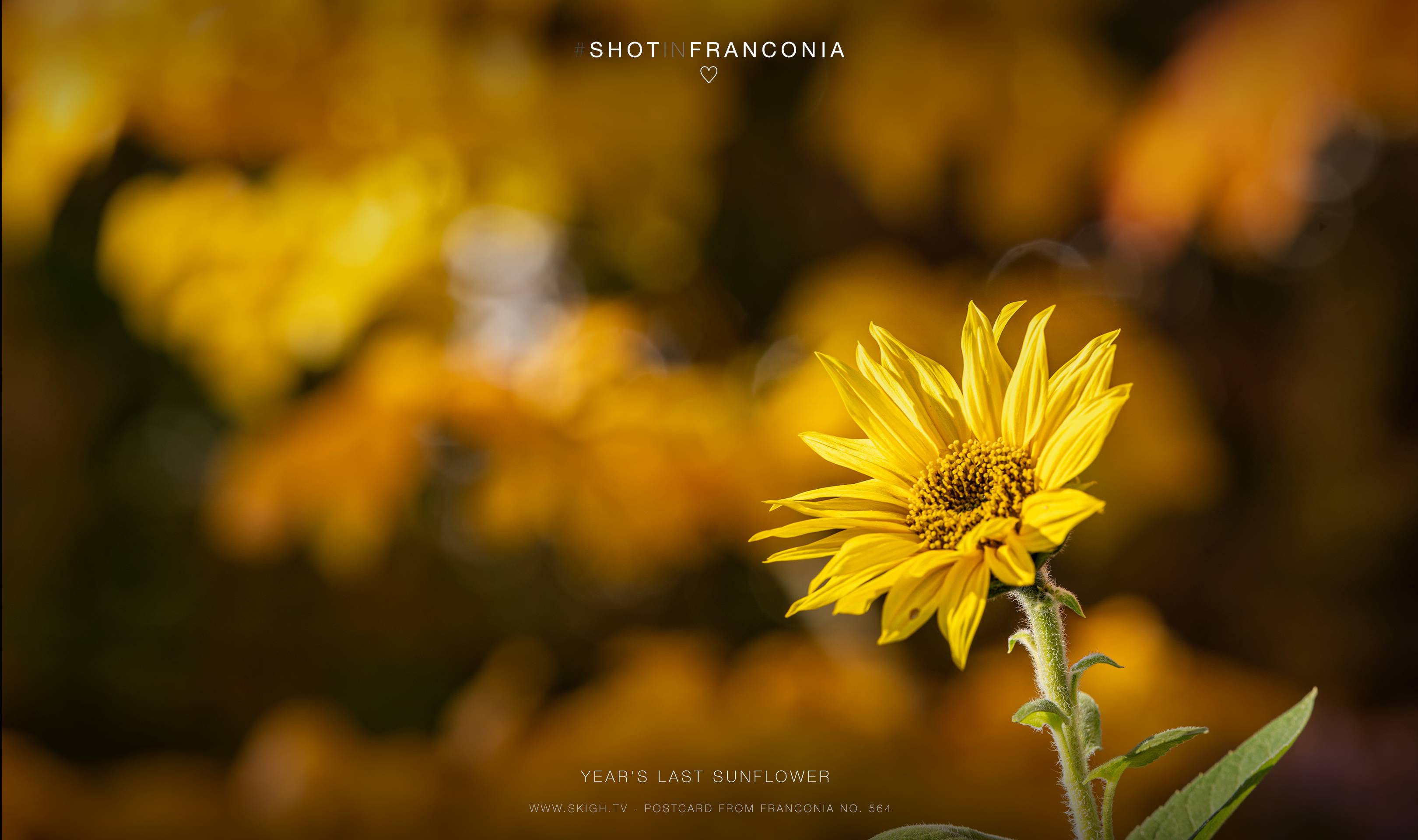 Year's last sunflower