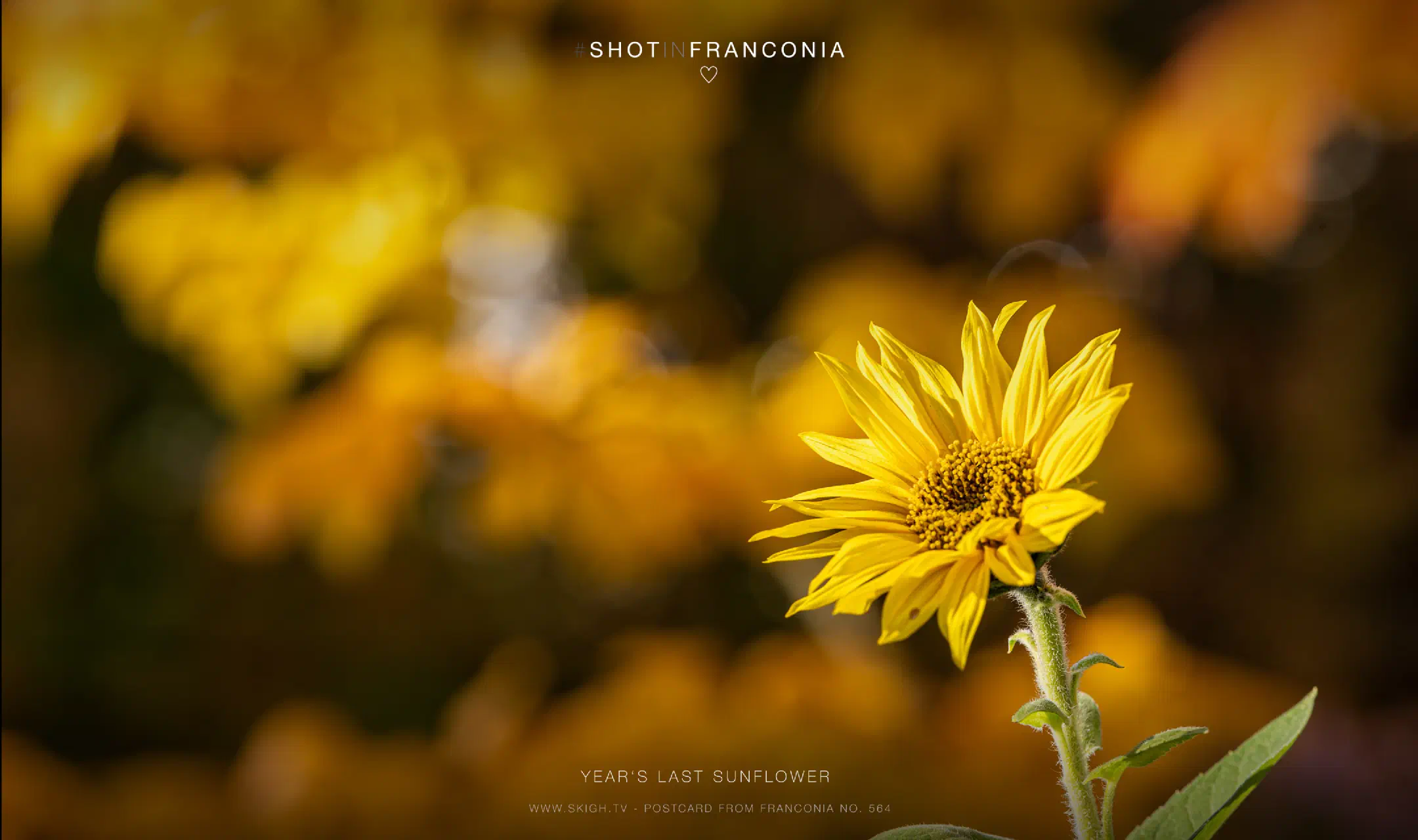 Year's last sunflower