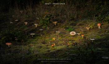 Family of mushrooms on a bed of moss