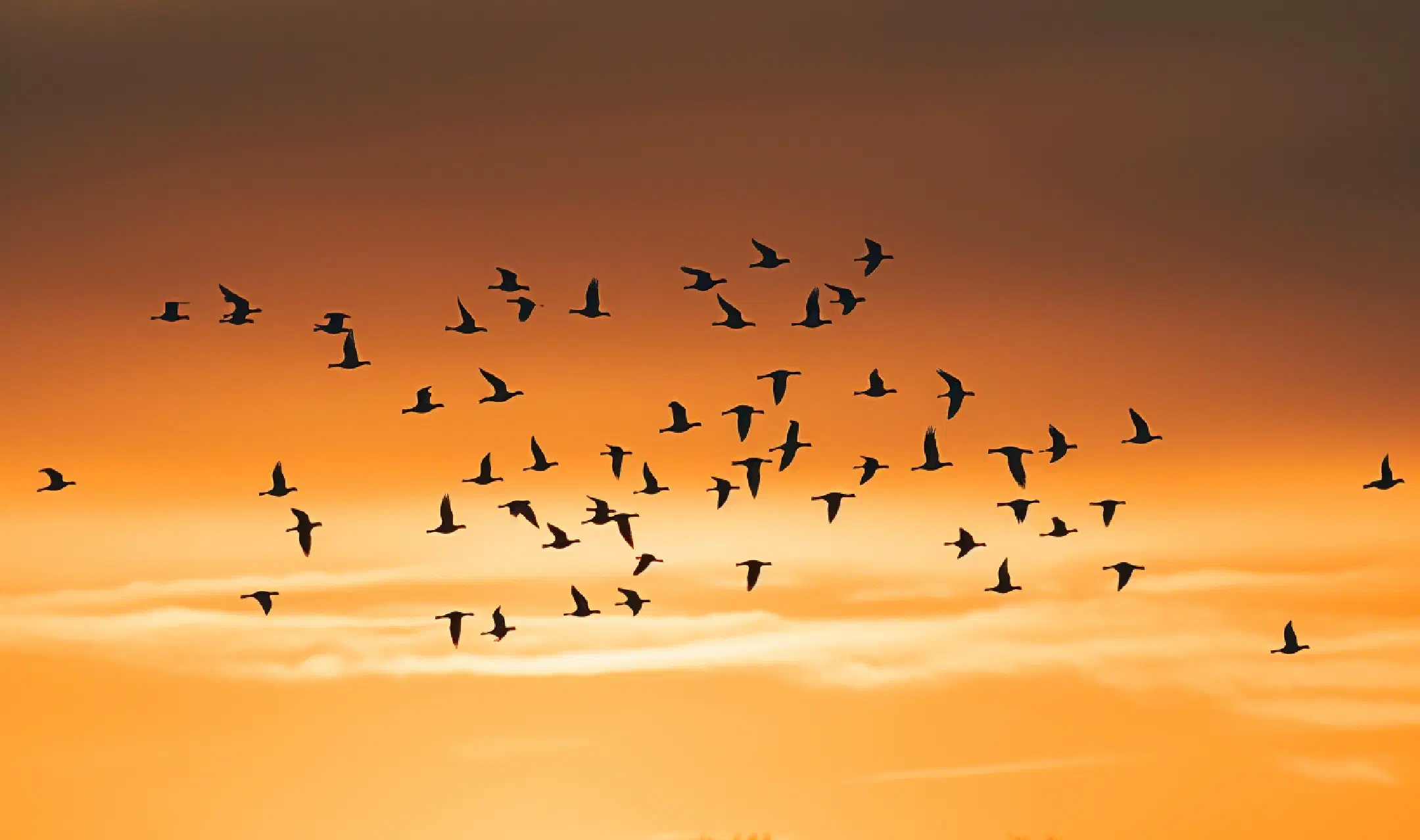Swans