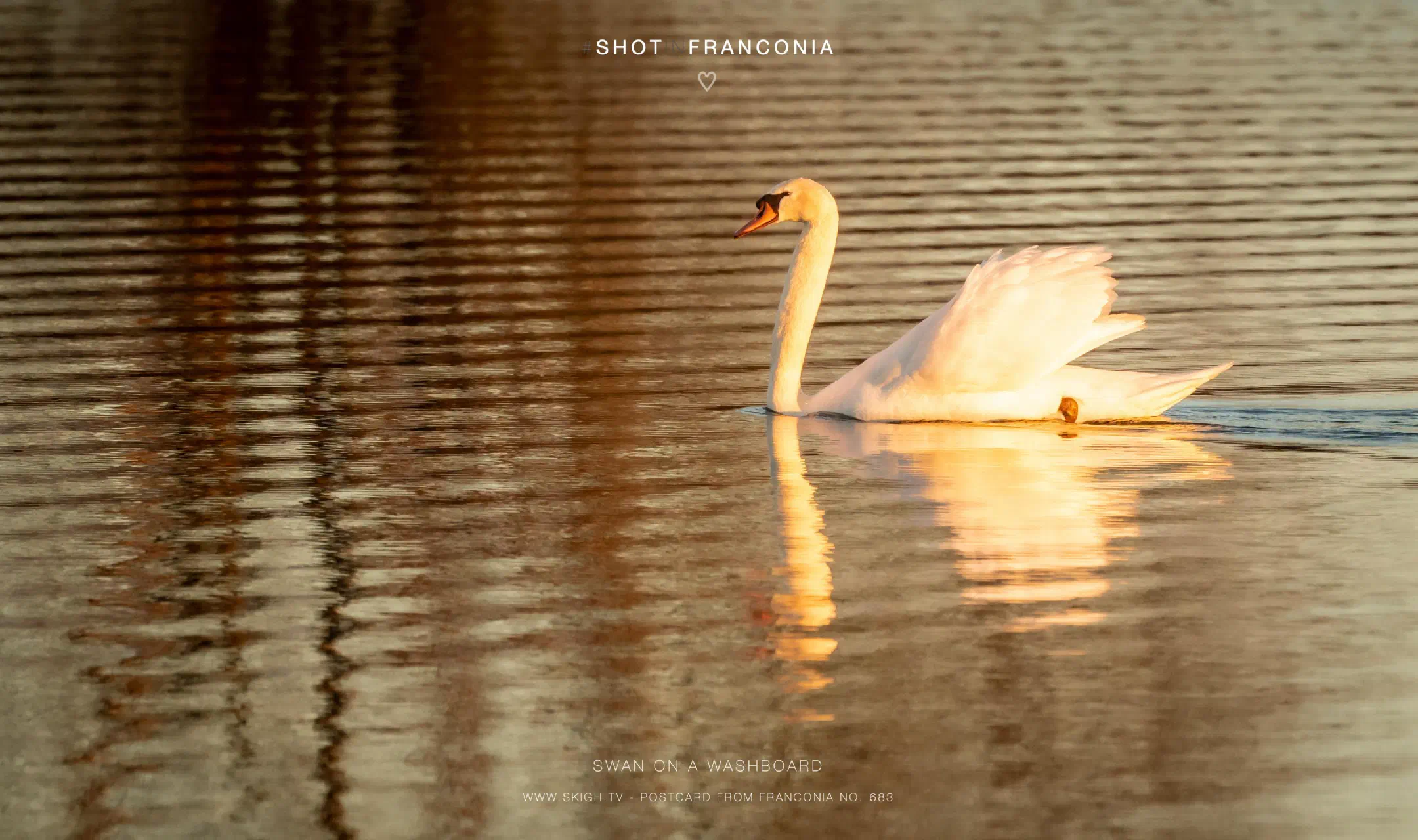 Swan on a washboard