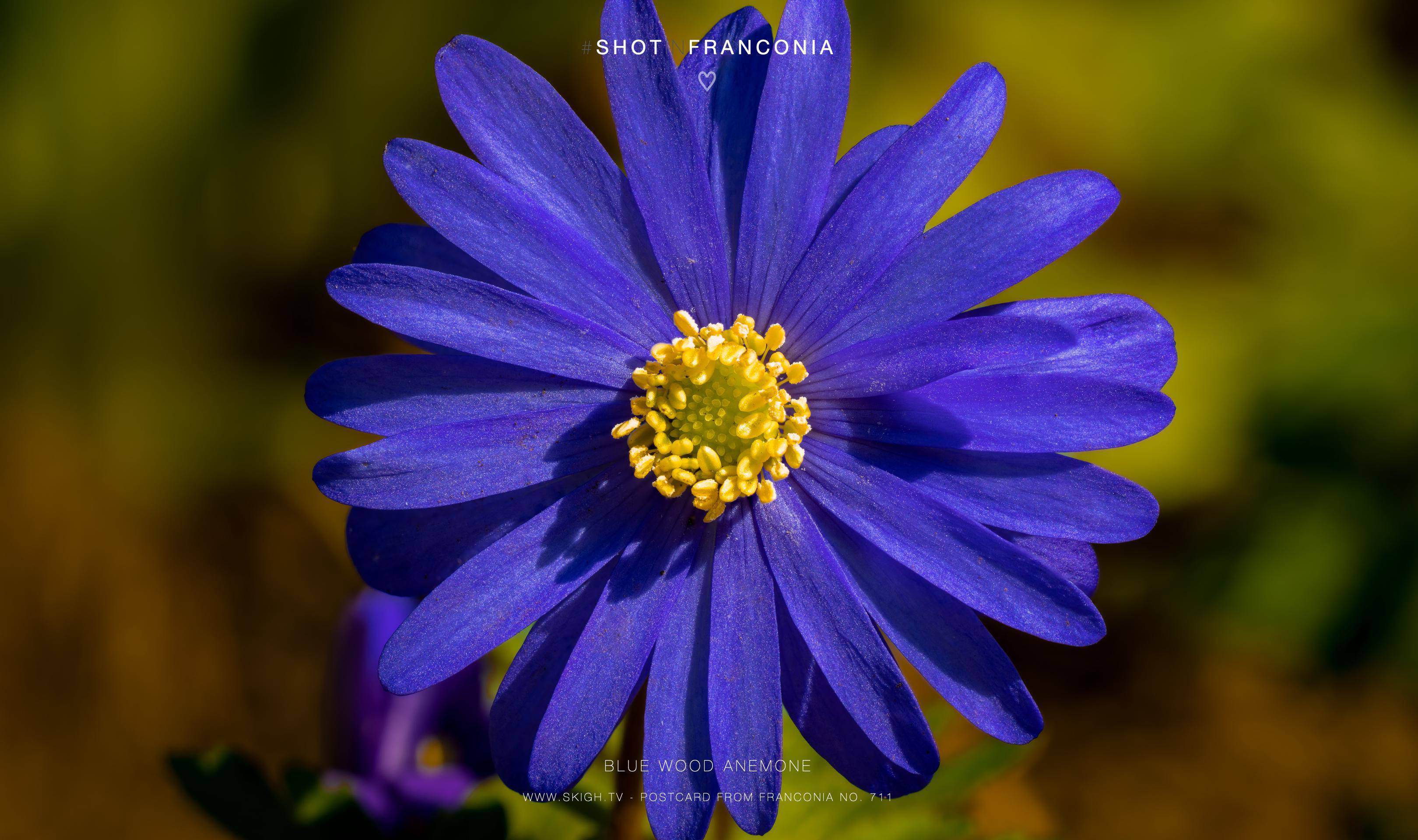 Blue wood anemone | 1/125s * f8 * ISO 100 * 90mm - FE 90mm F2.8 Macro G OSS - Sony α7R V Blue wood anemone
