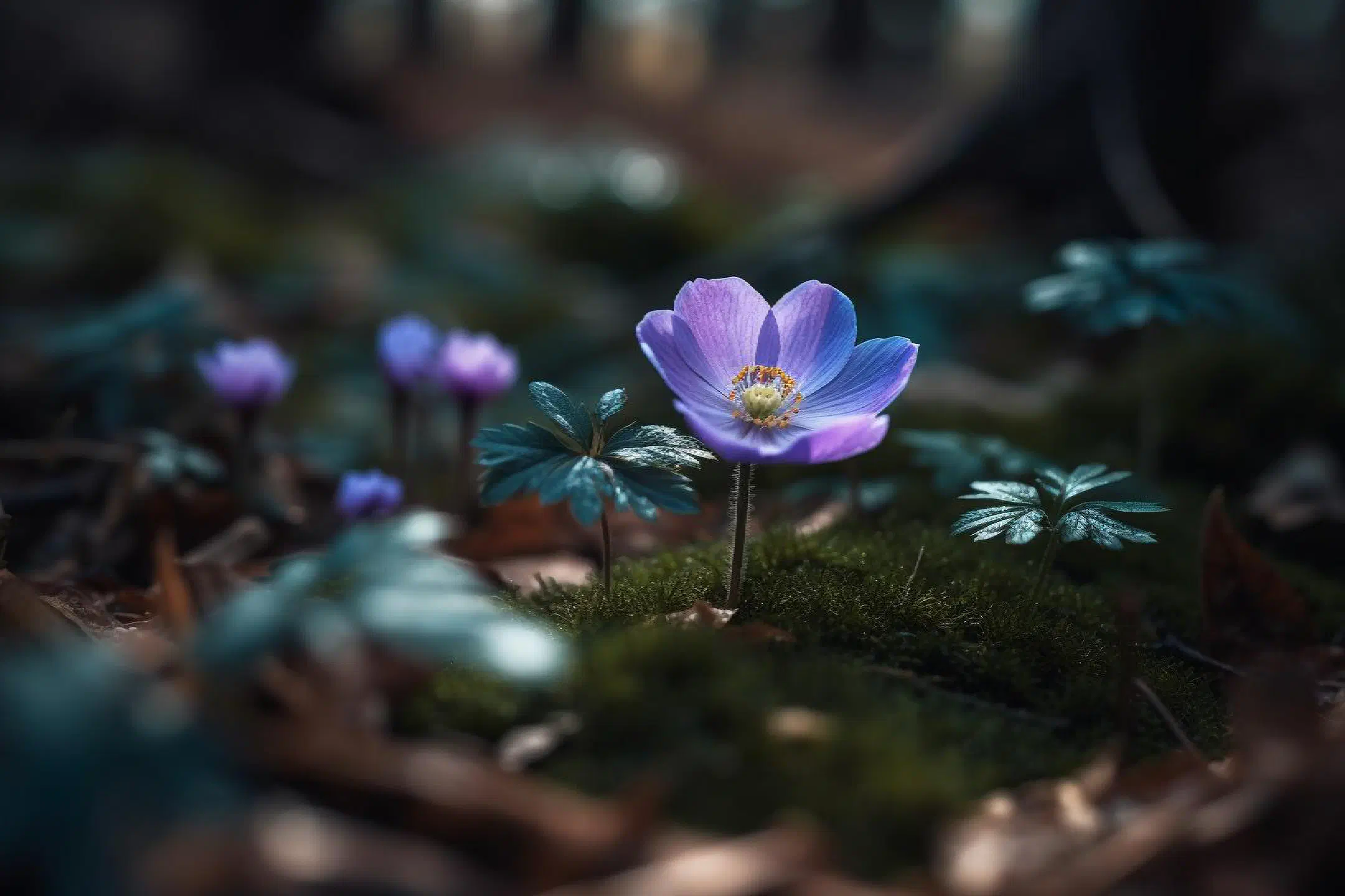 White and blue Wood Anemones