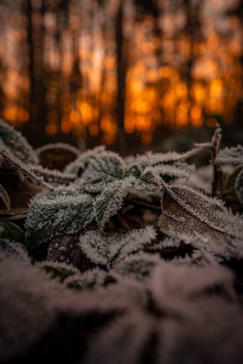 Frozen leaves