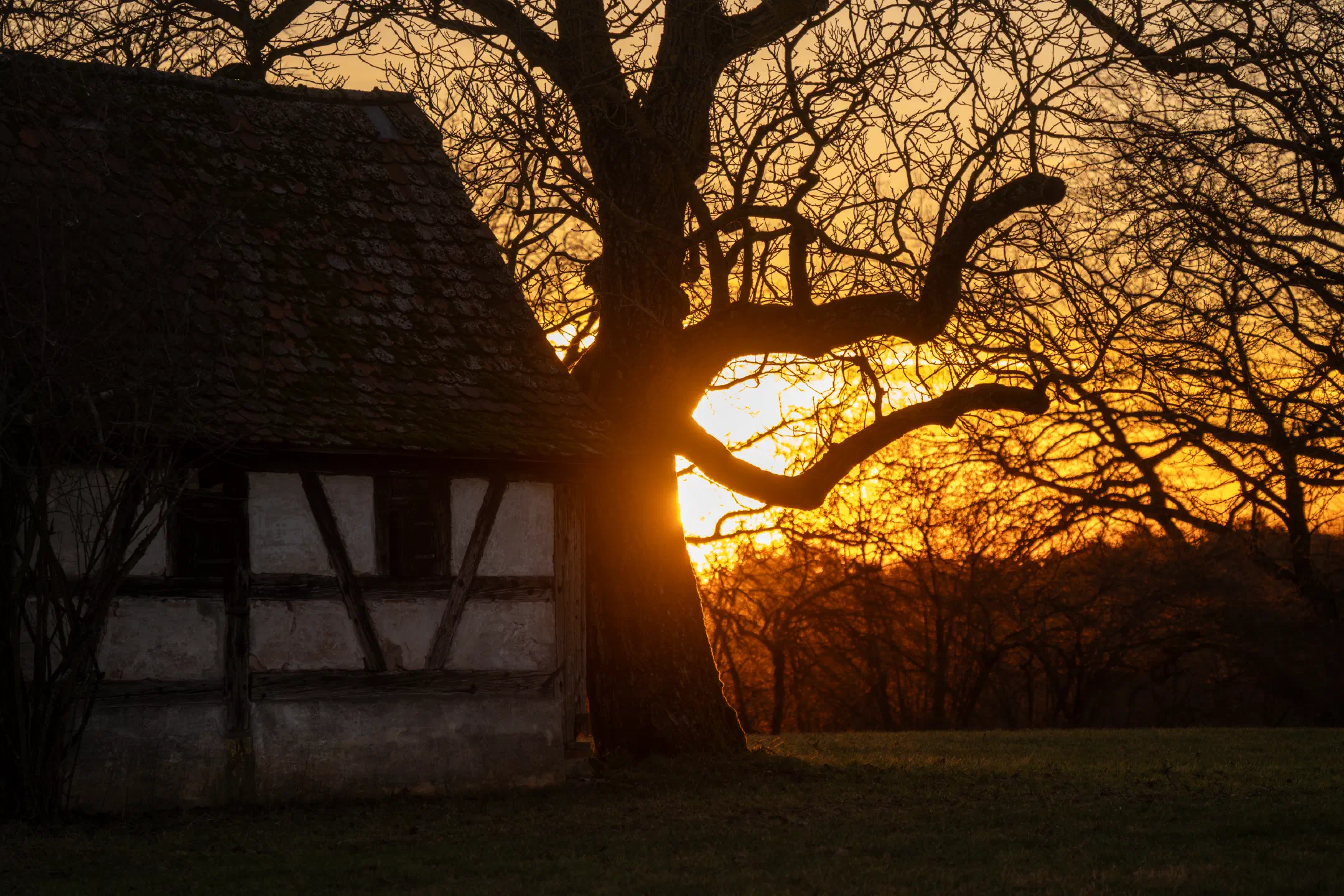Treehouse Sunset