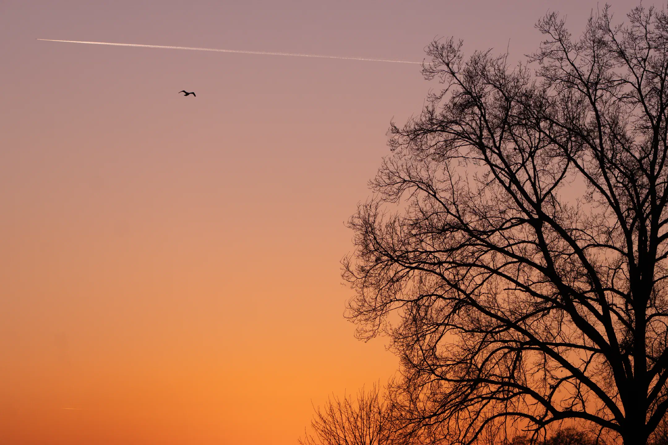 Sky Traffic