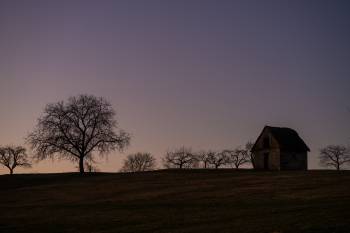 Orchard Silhouettes