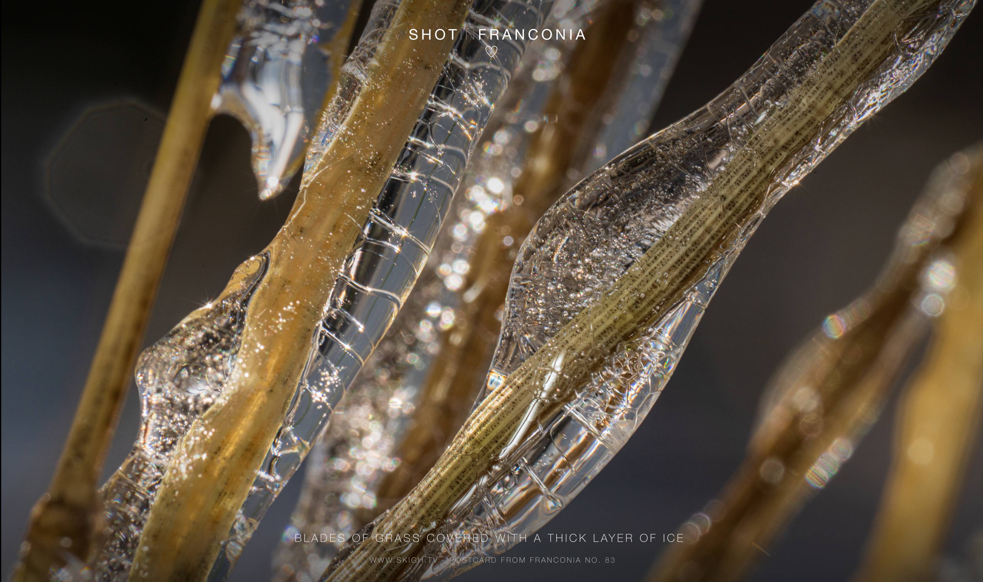 Blades of grass covered with a thick layer of ice | 1/60s * f16 * ISO 400 * 90mm - FE 90mm F2.8 Macro G OSS - Sony α7R III Blades of grass covered with a thick layer of ice