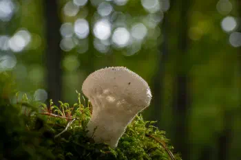 Stäubling