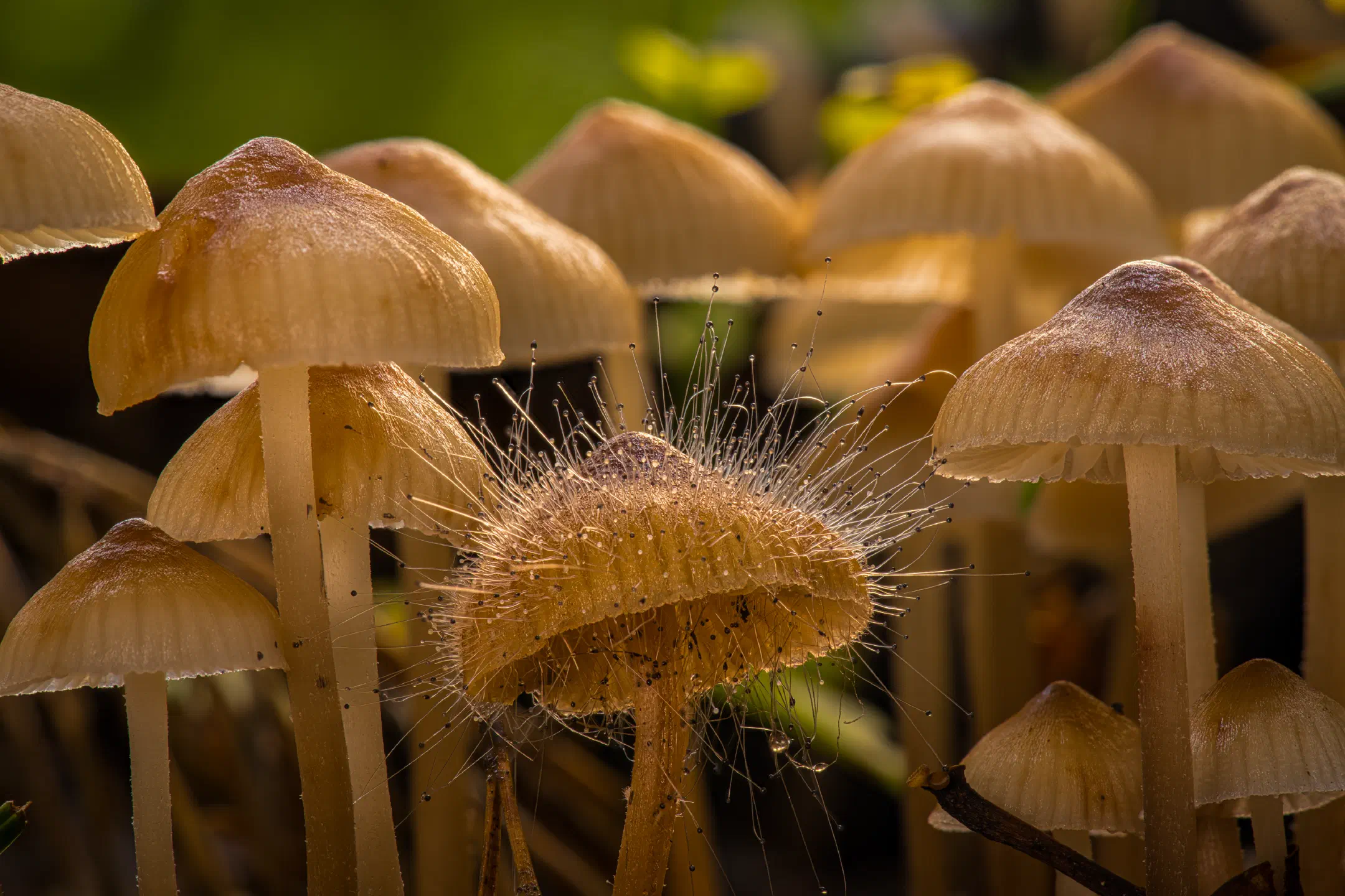 Spinellus
