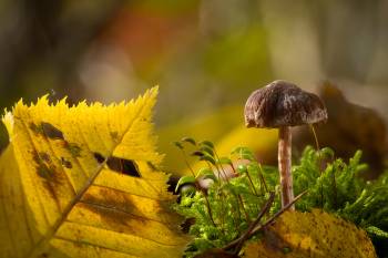 Violettlicher Pelargonien-Gürtelfuß
