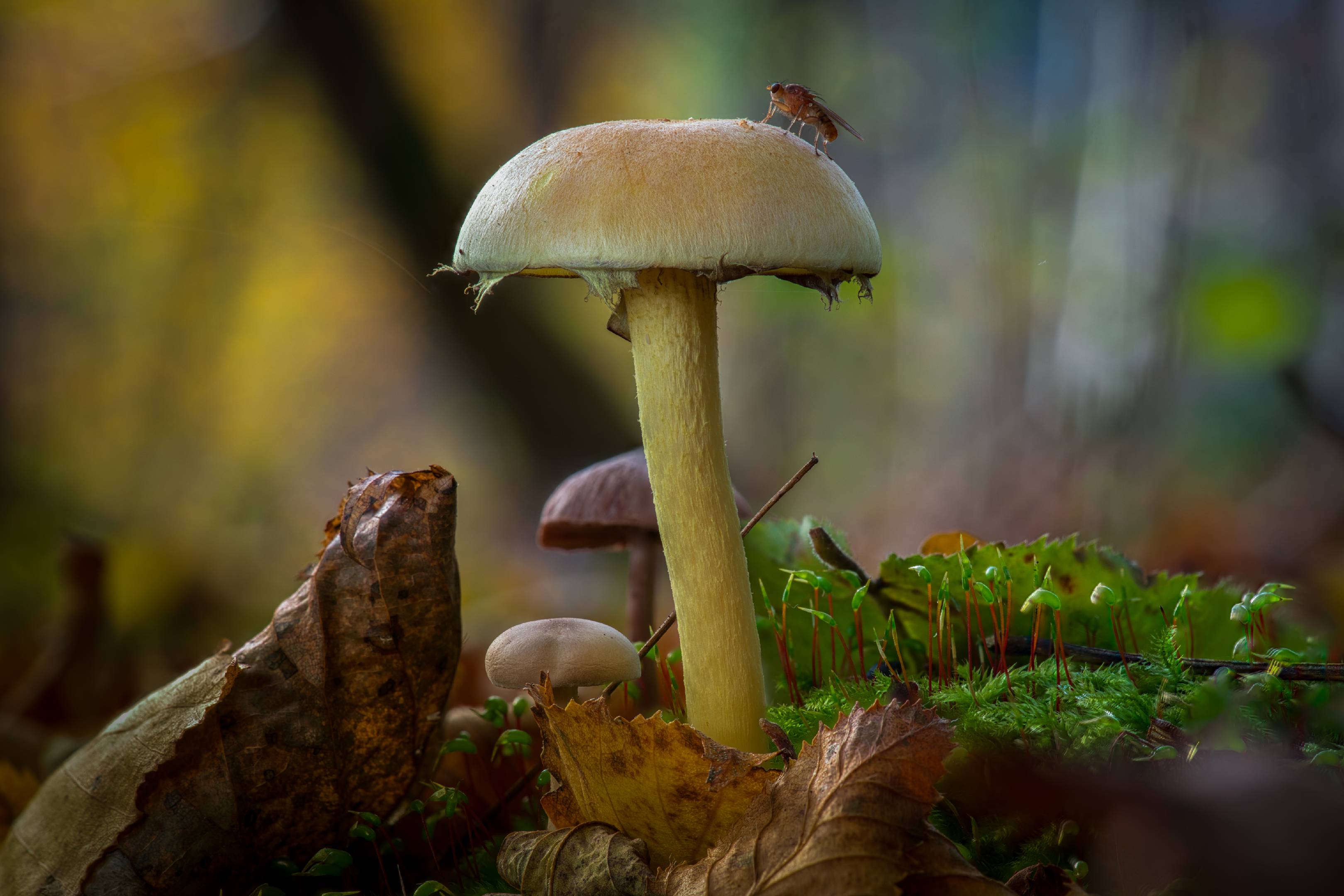 Träuschlingsverwandte