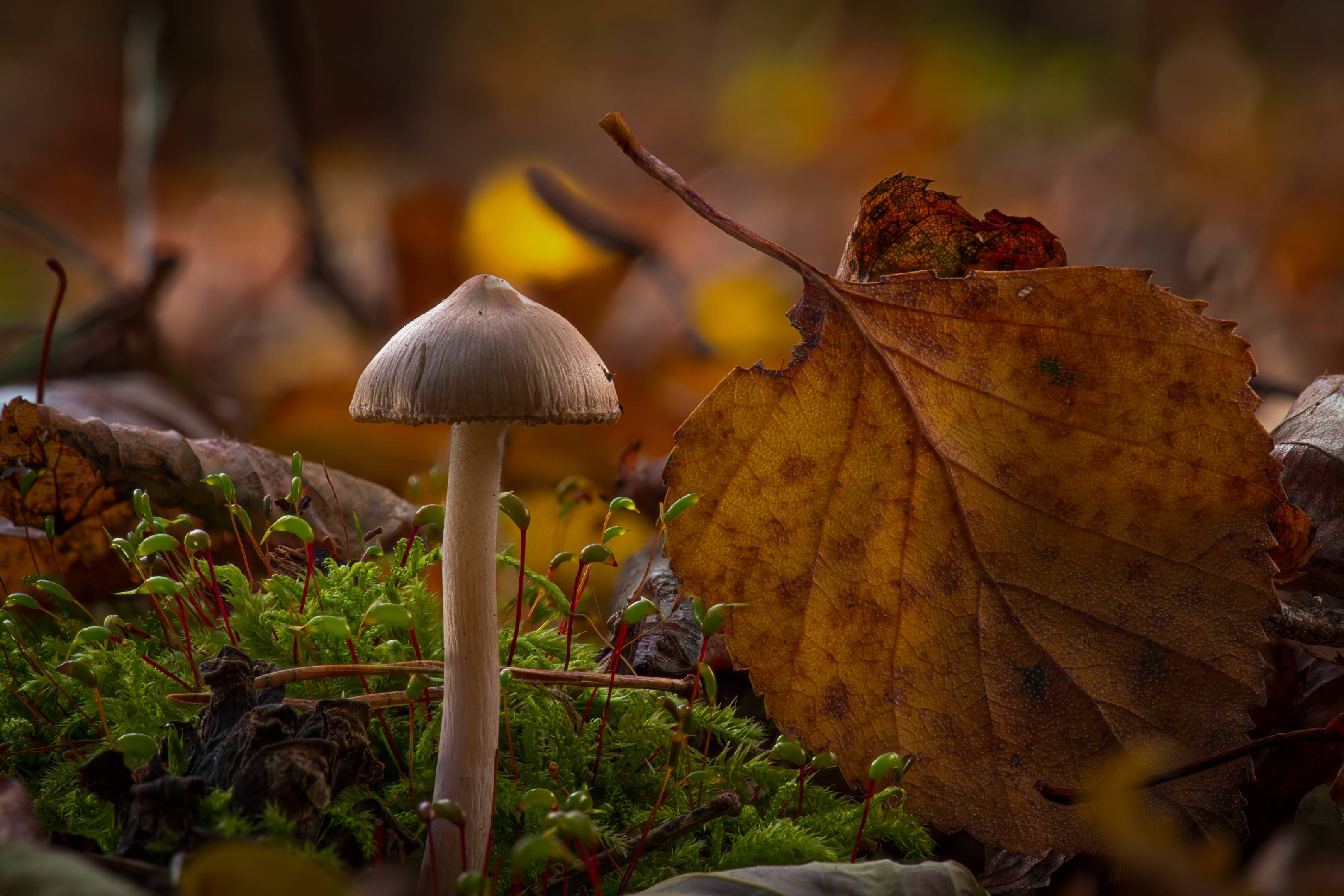 Erdblättriger Risspilz