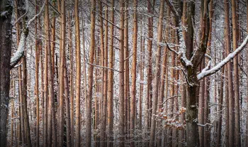 Pine tree trunks