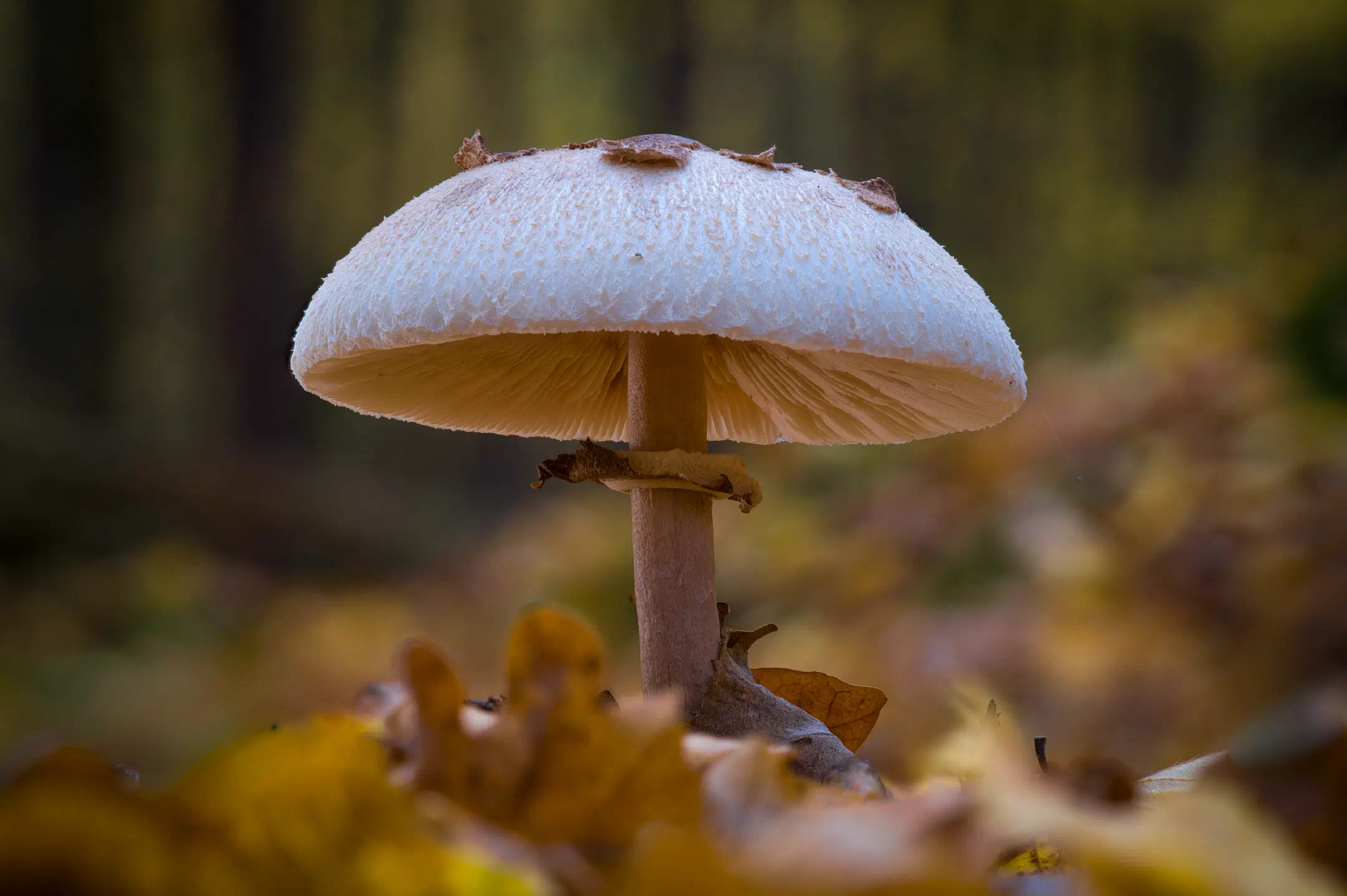 Riesenschirmling