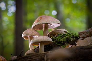 Ziegelroter Schwefelkopf