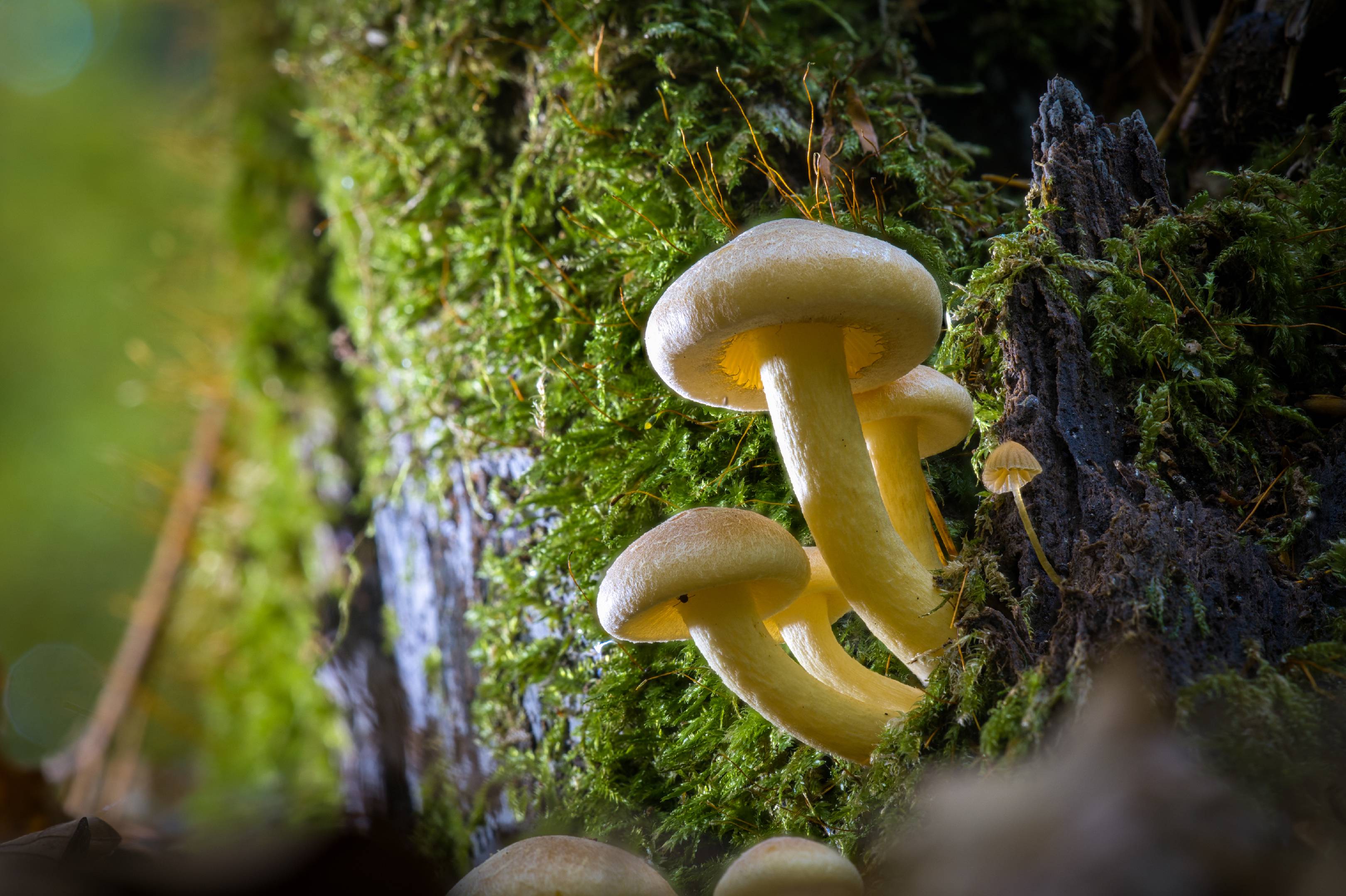 Grünblättriger Schwefelkopf | 1/1s * f9 * ISO 400 * 90mm - Sony FE 90mm F2.8 OSS - Sony α7R V Grünblättriger Schwefelkopf