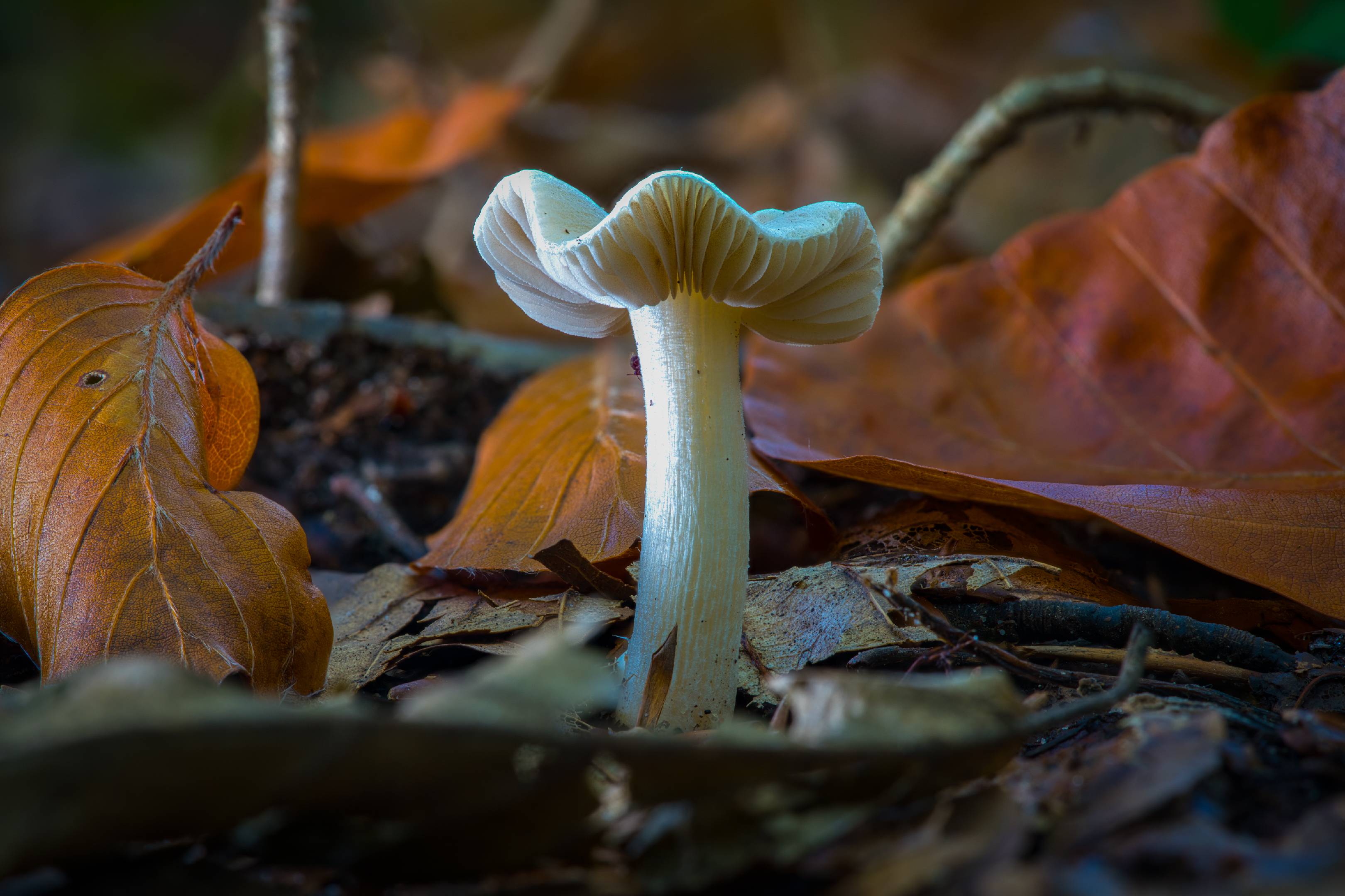 Elfenbein-Schneckling