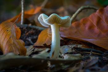 Elfenbein-Schneckling