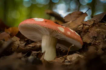Buchenspeitäubling