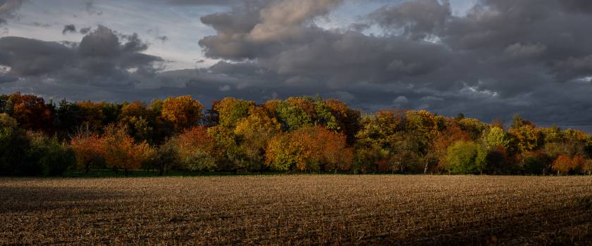 „Wildnis am Rathsberg“
