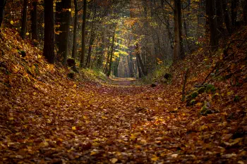 Hohlweg