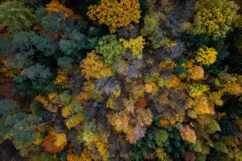 Herbstwald