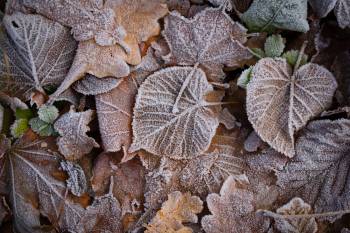 Frost kisses fall