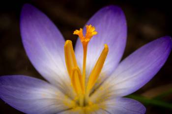 Crocus