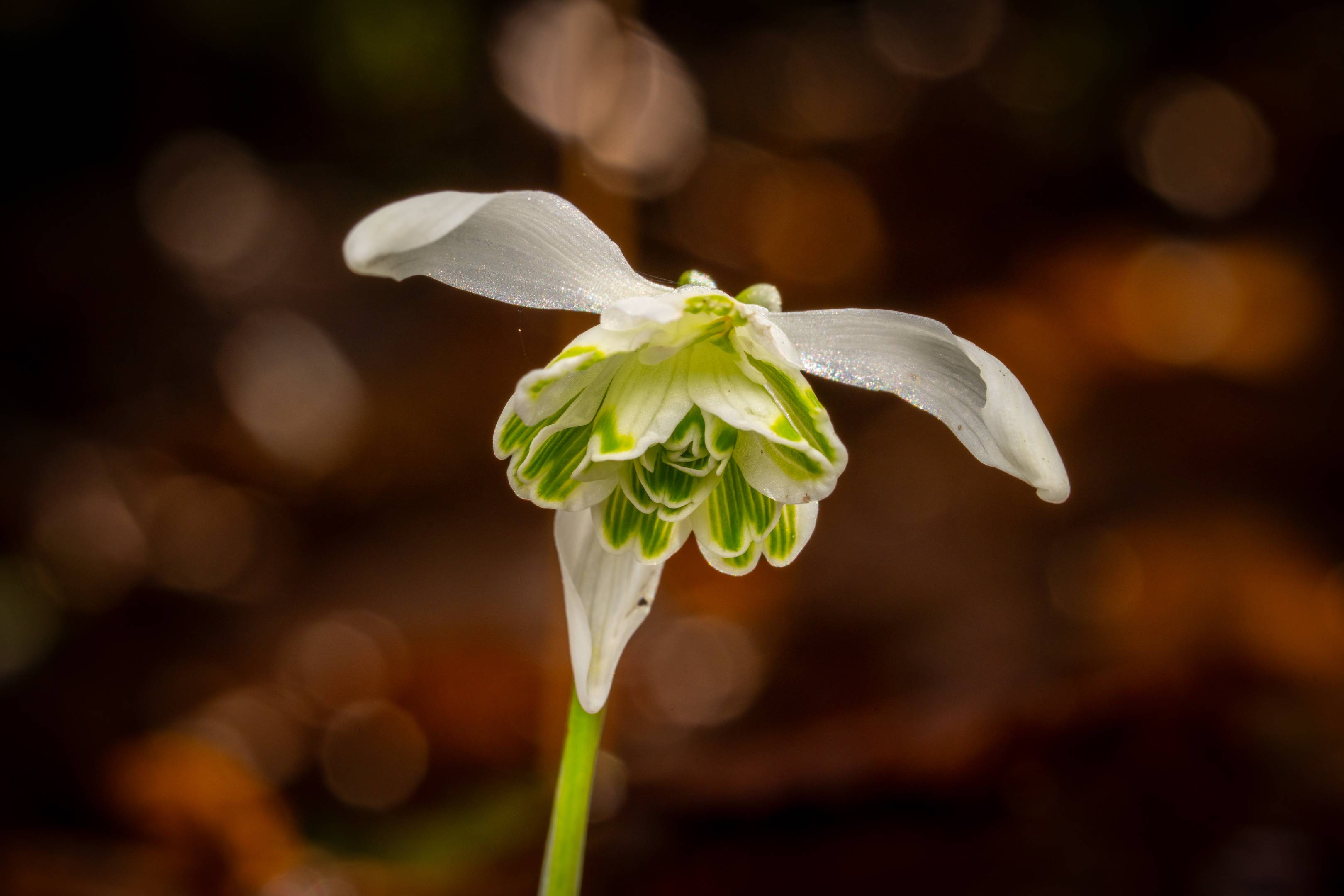 Snowdrop