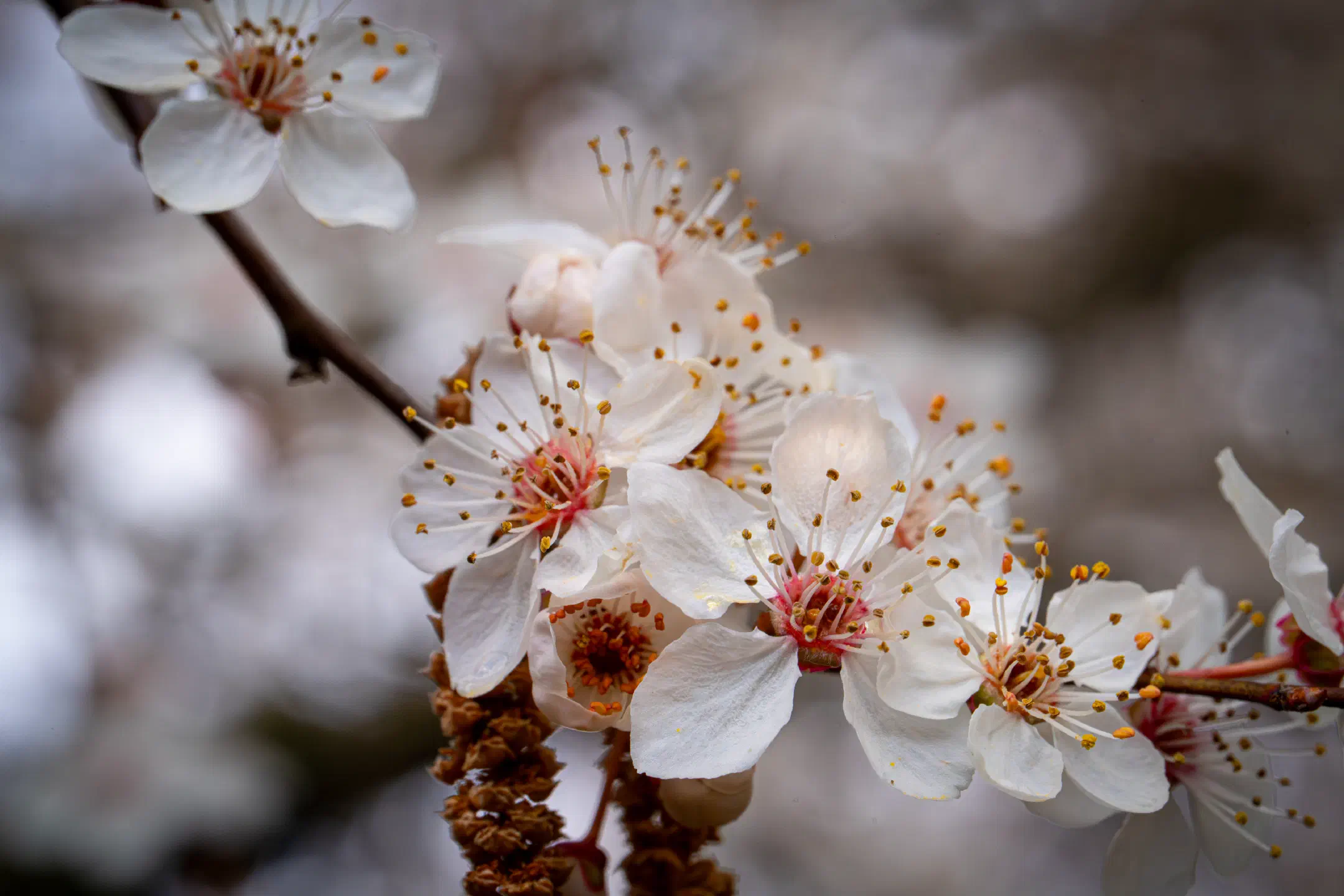 Cherry Blossom