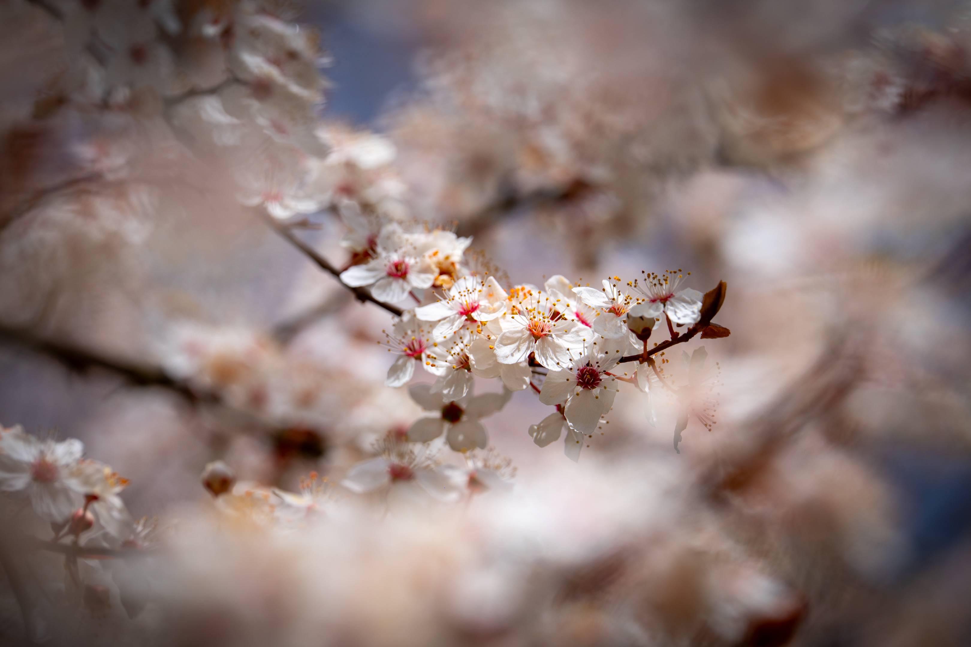 There will be cherries