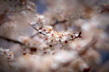 There will be cherries