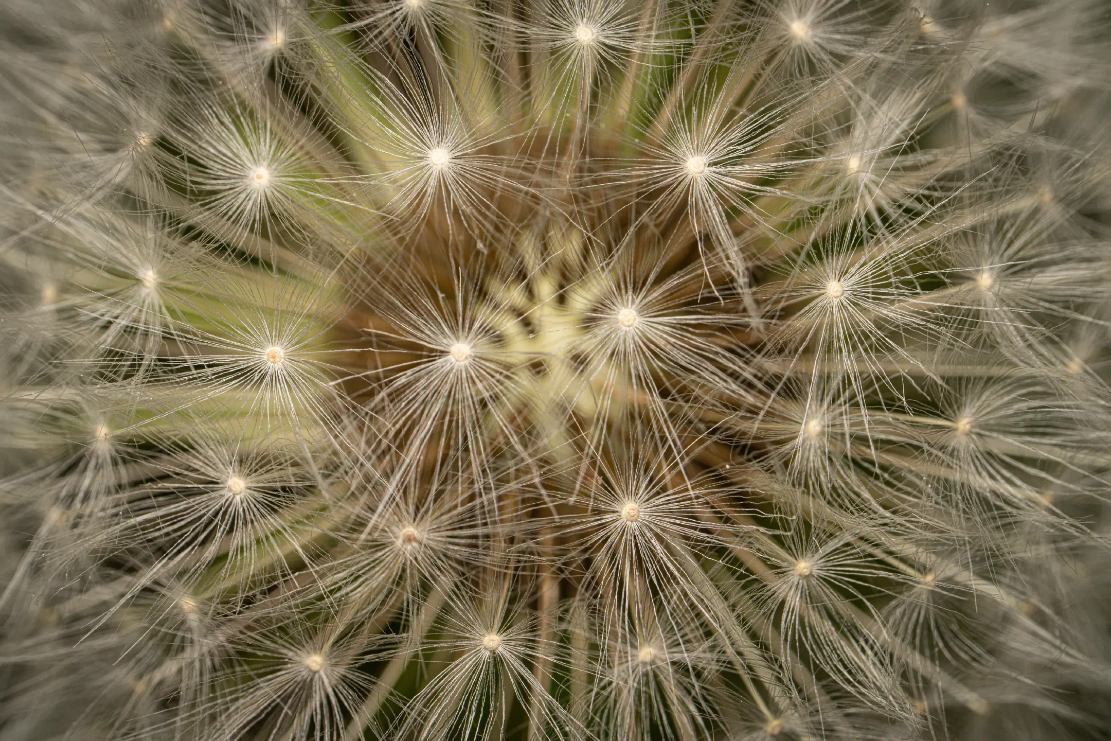 Dandelion Deployment System