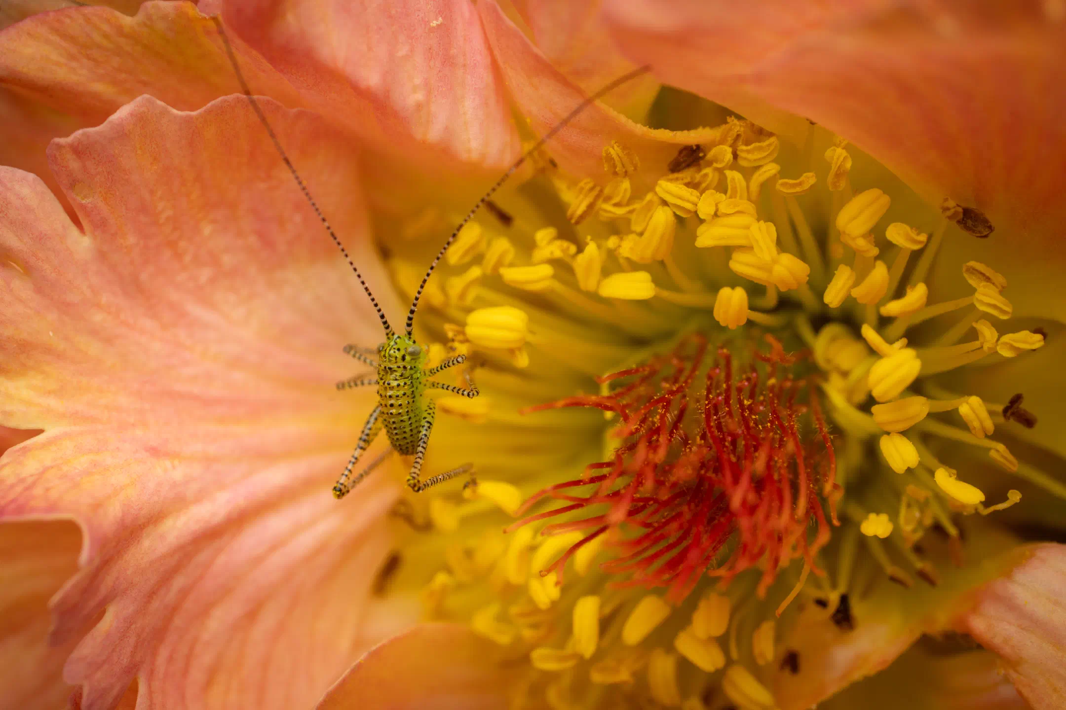 Speckled Bush-cricket