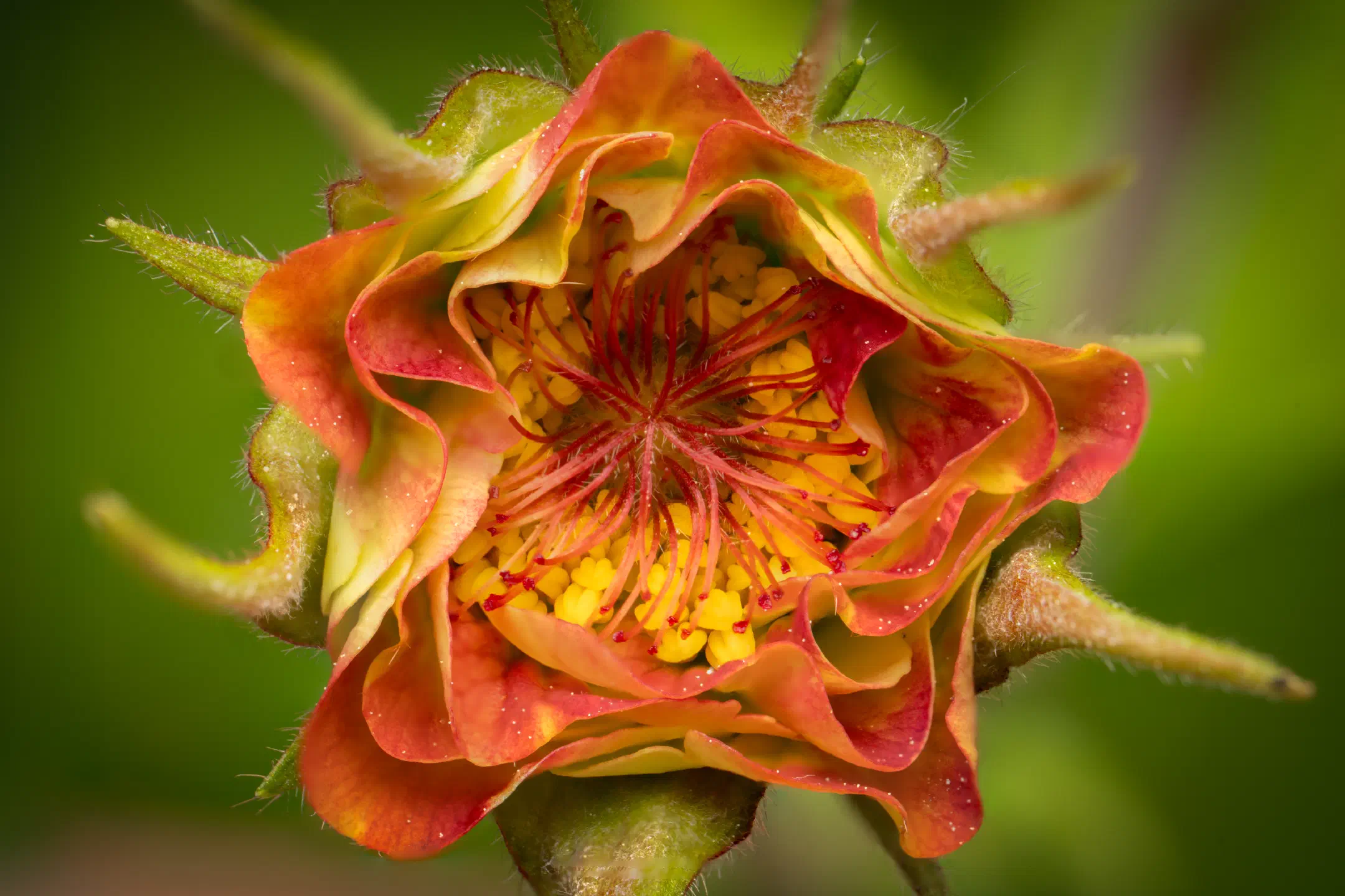 Water Avens
