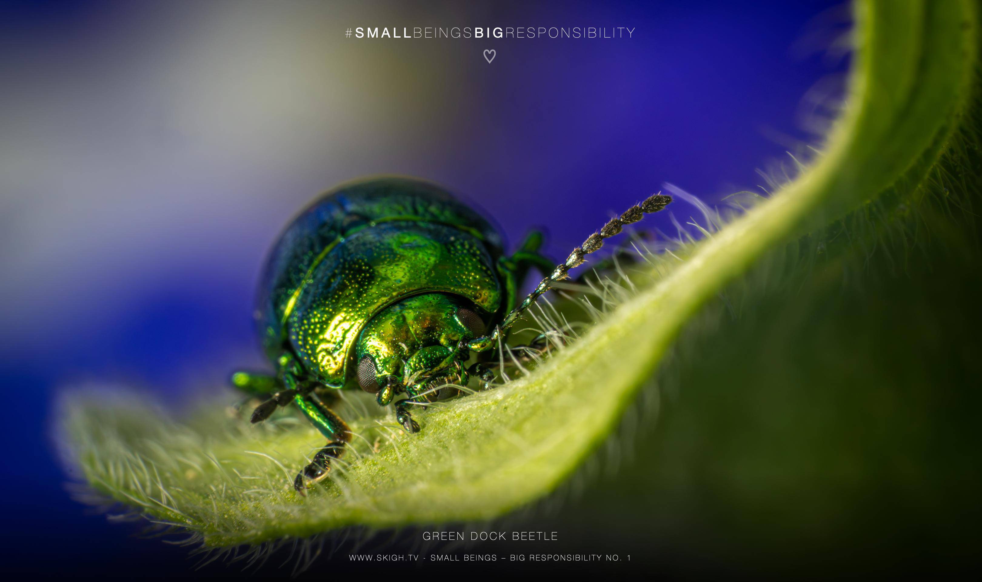 Green Dock Beetle | 1/250s * f18 * ISO 800 * 90mm - FE 90mm F2.8 Macro G OSS - Sony α7R V Green Dock Beetle