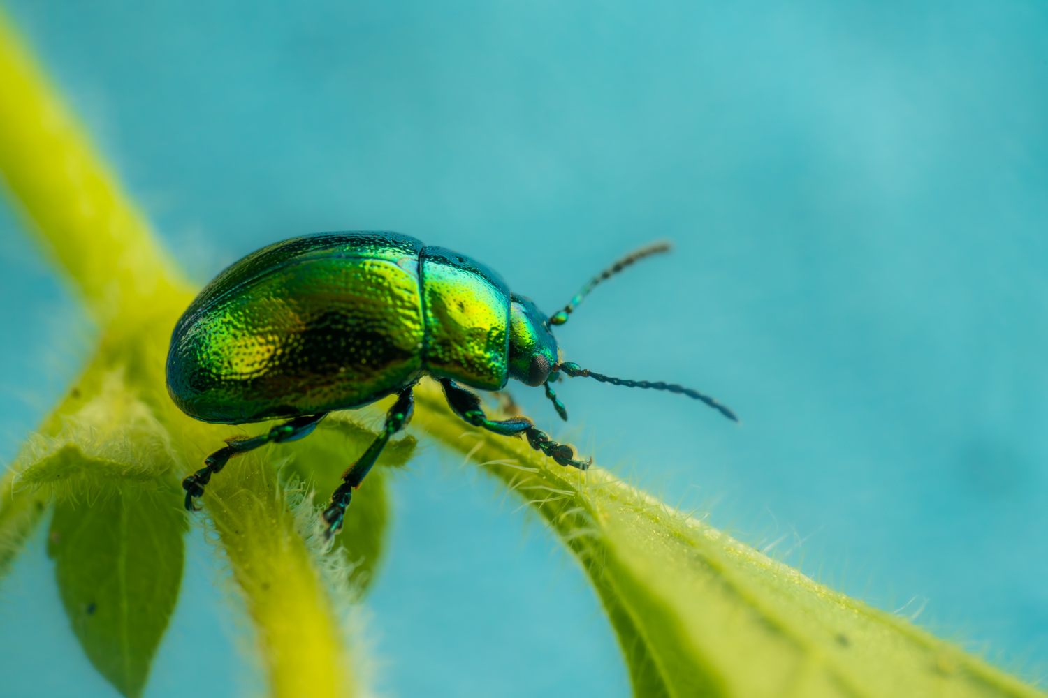 Green Dock Beetle | 1/250s * f18 * ISO 800 * 90mm - FE 90mm F2.8 Macro G OSS - Sony α7R V Green Dock Beetle