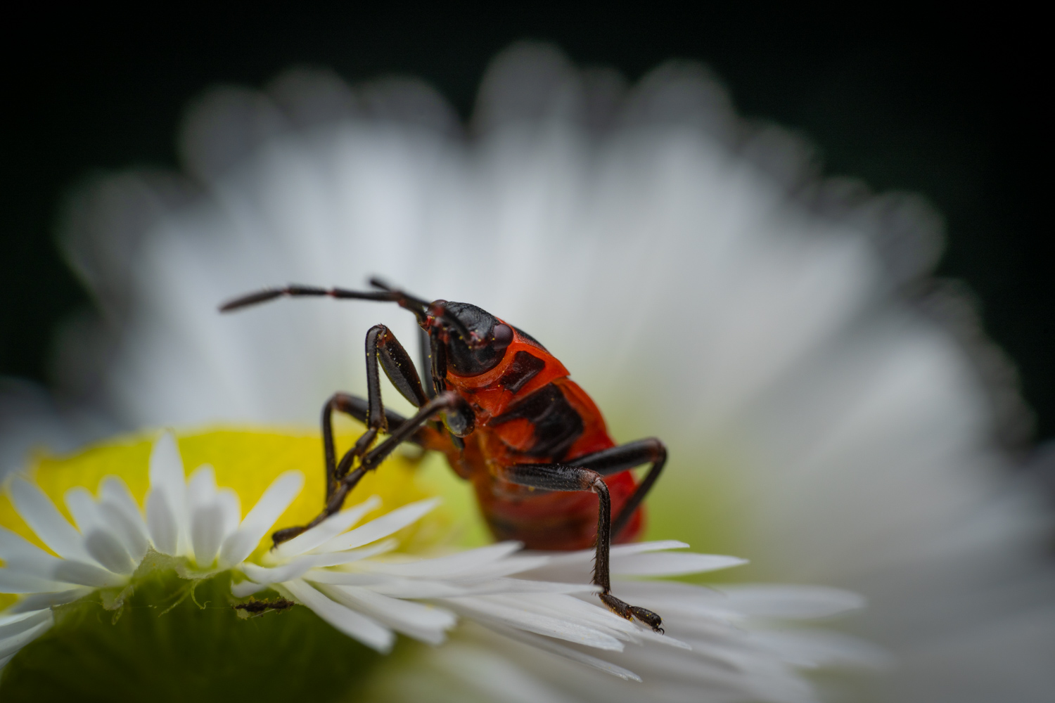 firebug | 1/160s * f13 * ISO 200 * 90mm - FE 90mm F2.8 Macro G OSS - Sony α7R V firebug
