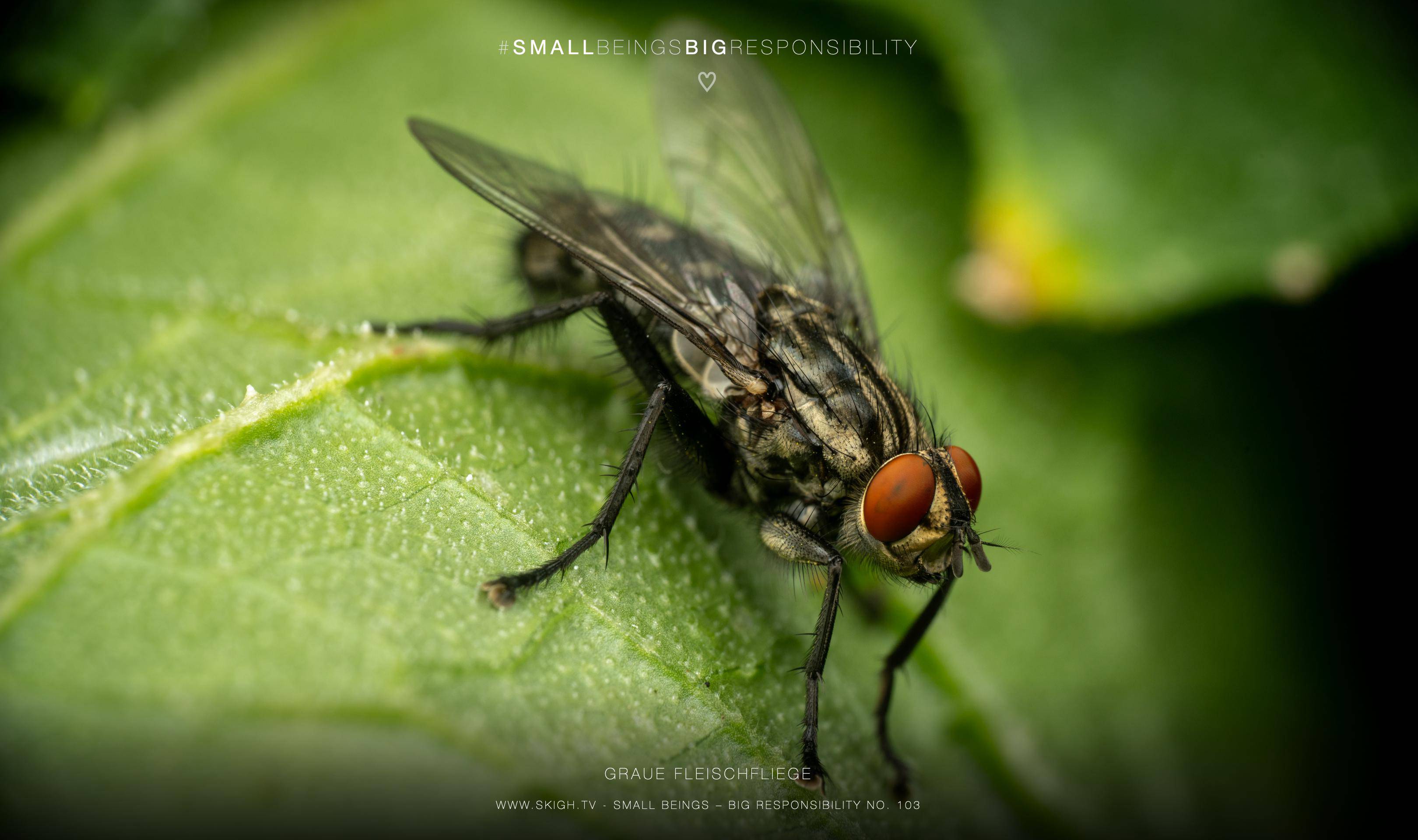 Graue Fleischfliege | 1/200s * f14 * ISO 200 * 90mm - FE 90mm F2.8 Macro G OSS - Sony α7R V Graue Fleischfliege