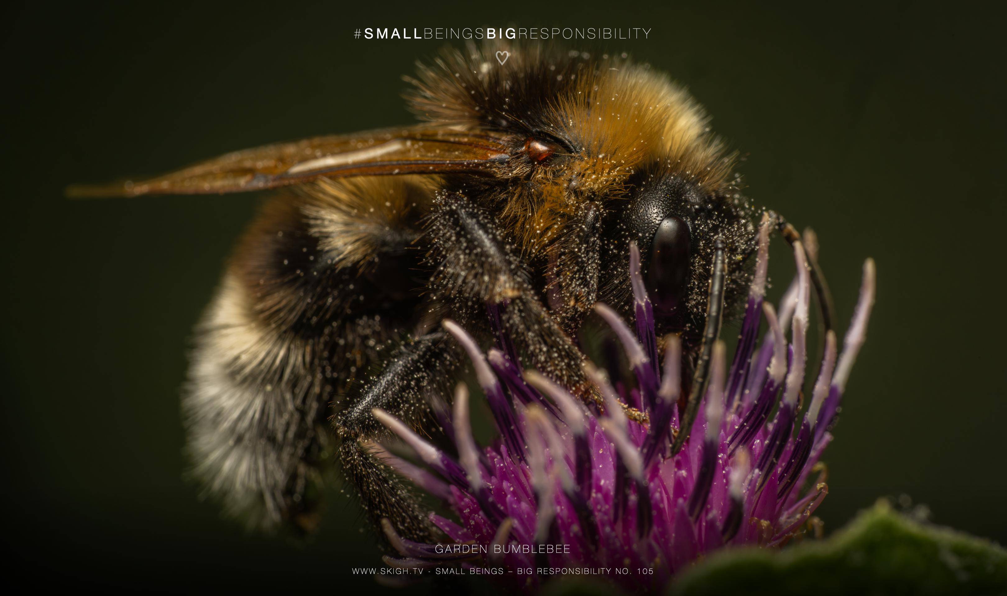 garden bumblebee | 1/250s * f14 * ISO 400 * 90mm - FE 90mm F2.8 Macro G OSS - Sony α7R V garden bumblebee
