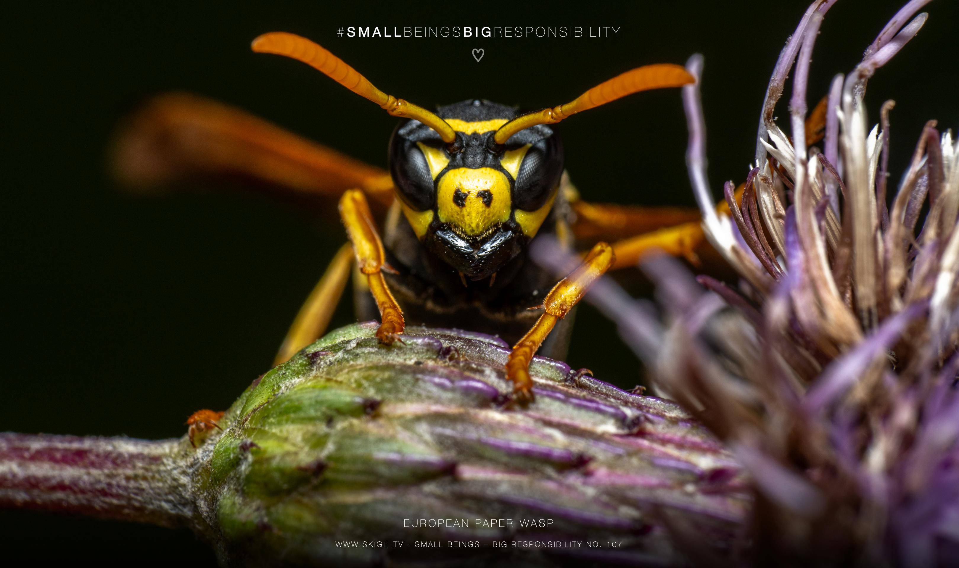 European paper wasp | 1/160s * f14 * ISO 200 * 90mm - FE 90mm F2.8 Macro G OSS - Sony α7R V European paper wasp