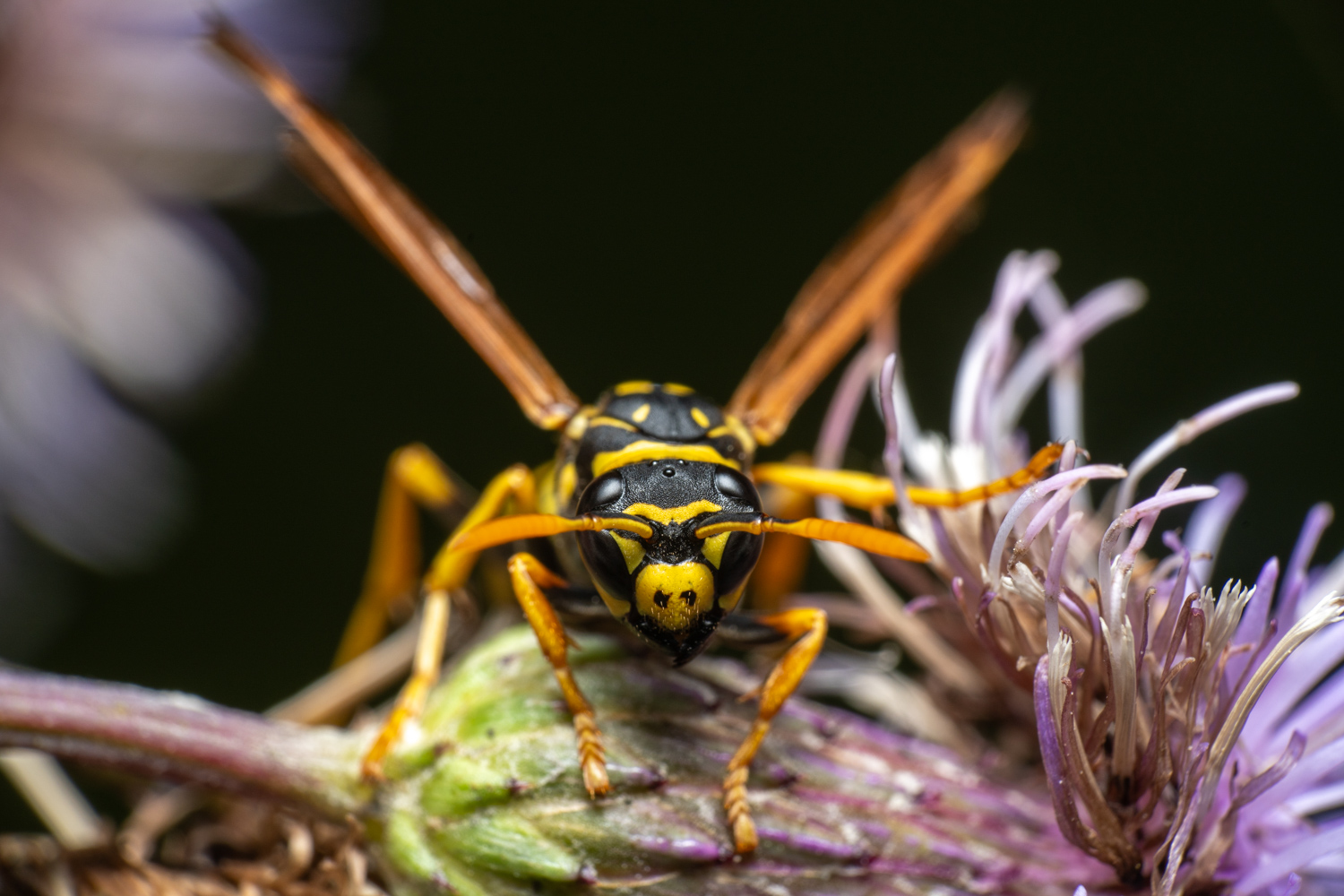 European paper wasp | 1/160s * f14 * ISO 200 * 90mm - FE 90mm F2.8 Macro G OSS - Sony α7R V European paper wasp