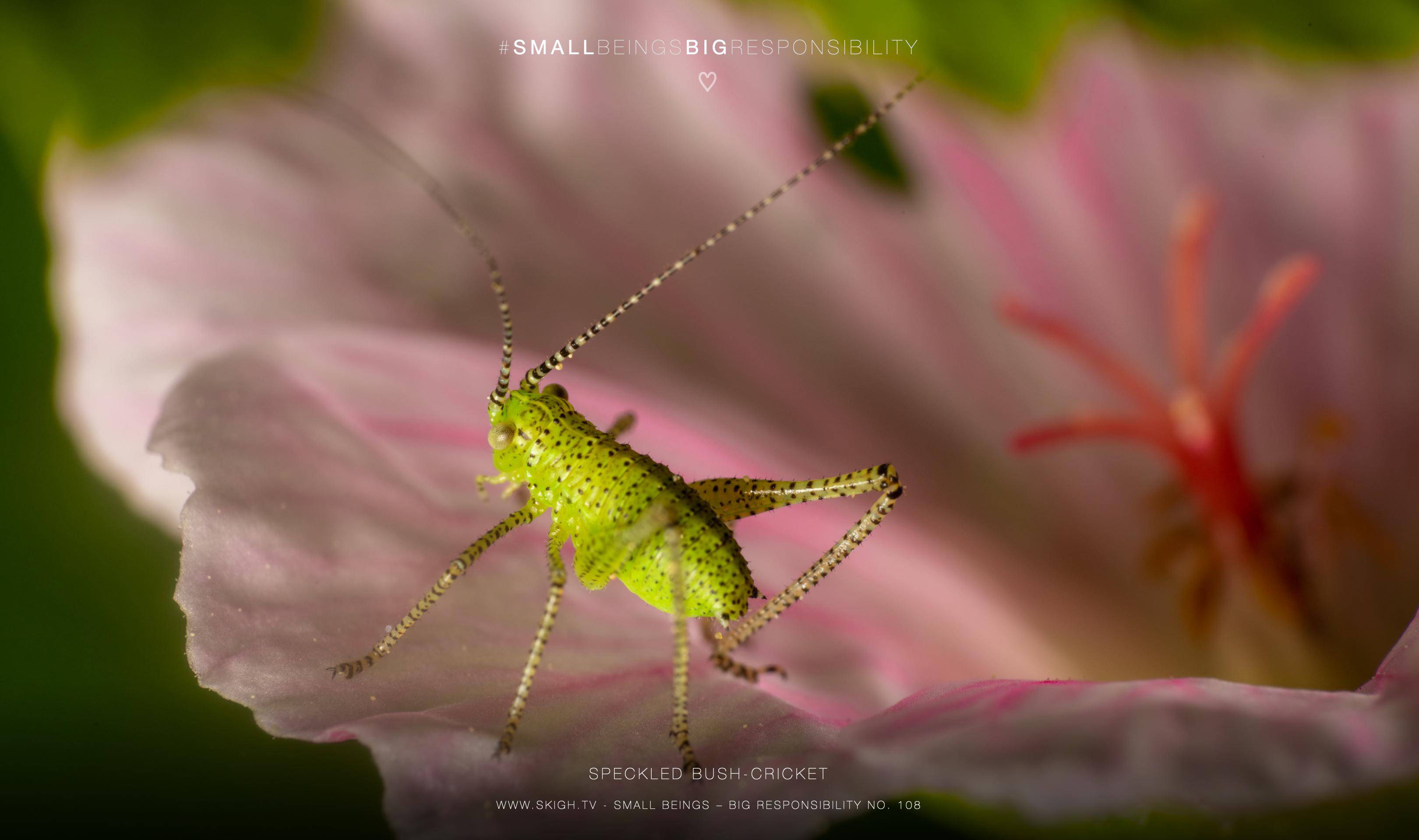 speckled bush-cricket | 1/250s * f16 * ISO 100 * 90mm - FE 90mm F2.8 Macro G OSS - Sony α7R V speckled bush-cricket