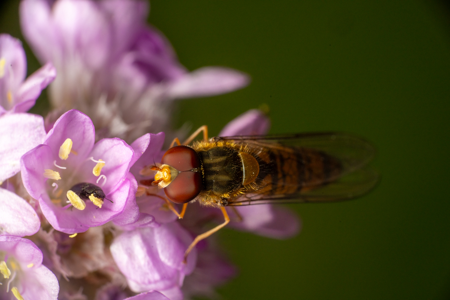 marmalade hoverfly | 1/250s * f14 * ISO 400 * 90mm - FE 90mm F2.8 Macro G OSS - Sony α7R V marmalade hoverfly