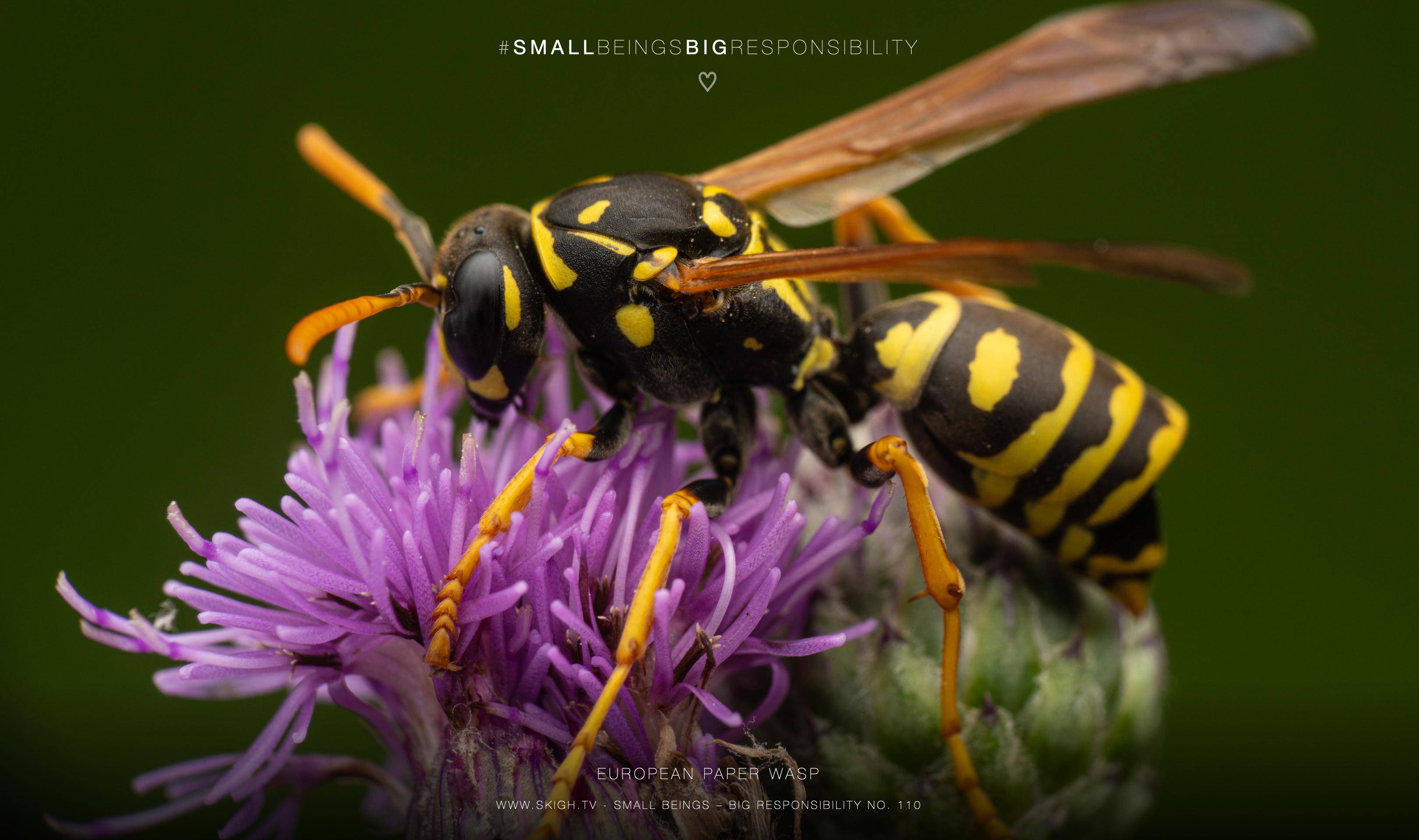 European paper wasp | 1/160s * f14 * ISO 200 * 90mm - FE 90mm F2.8 Macro G OSS - Sony α7R V European paper wasp