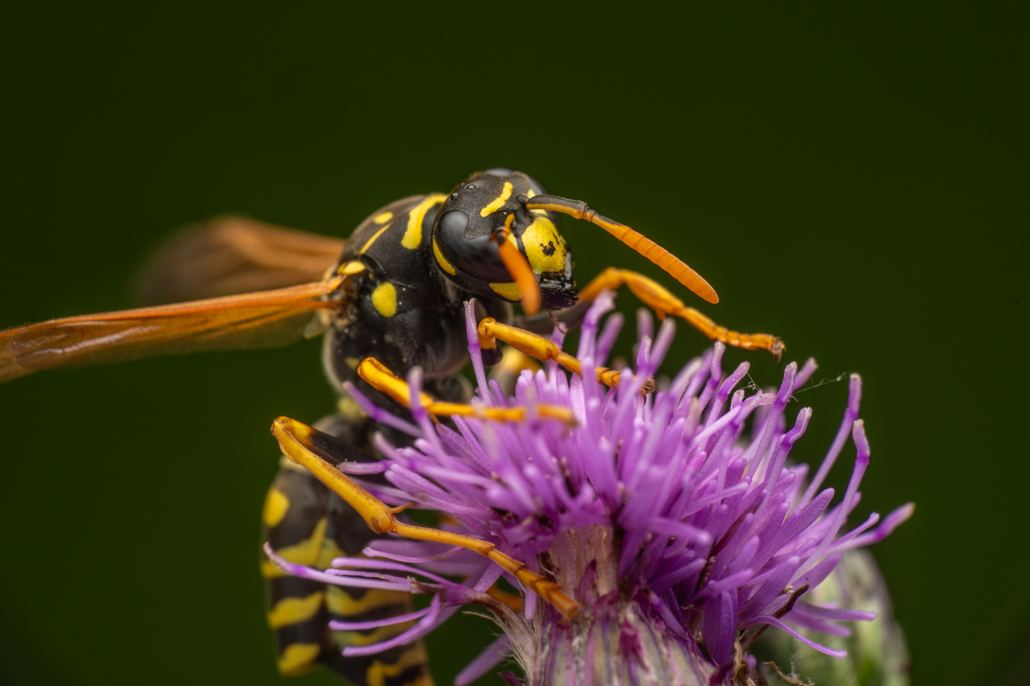 European paper wasp | 1/160s * f14 * ISO 200 * 90mm - FE 90mm F2.8 Macro G OSS - Sony α7R V European paper wasp