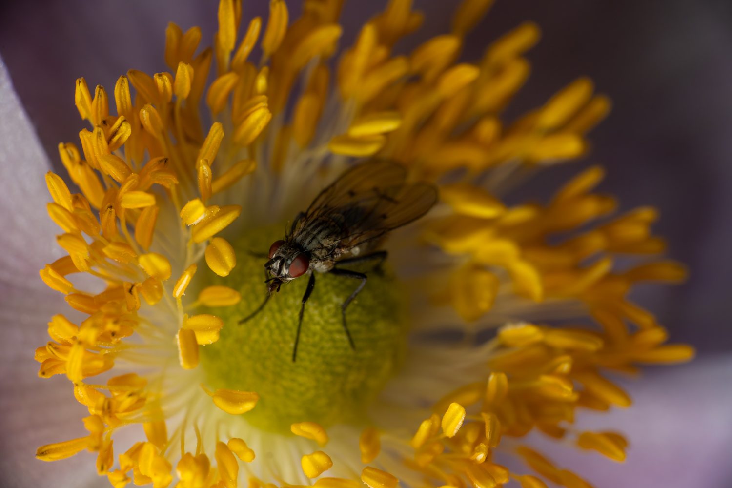 Graue Fleischfliege | 1/250s * f13 * ISO 400 * 90mm - FE 90mm F2.8 Macro G OSS - Sony α7R V Graue Fleischfliege