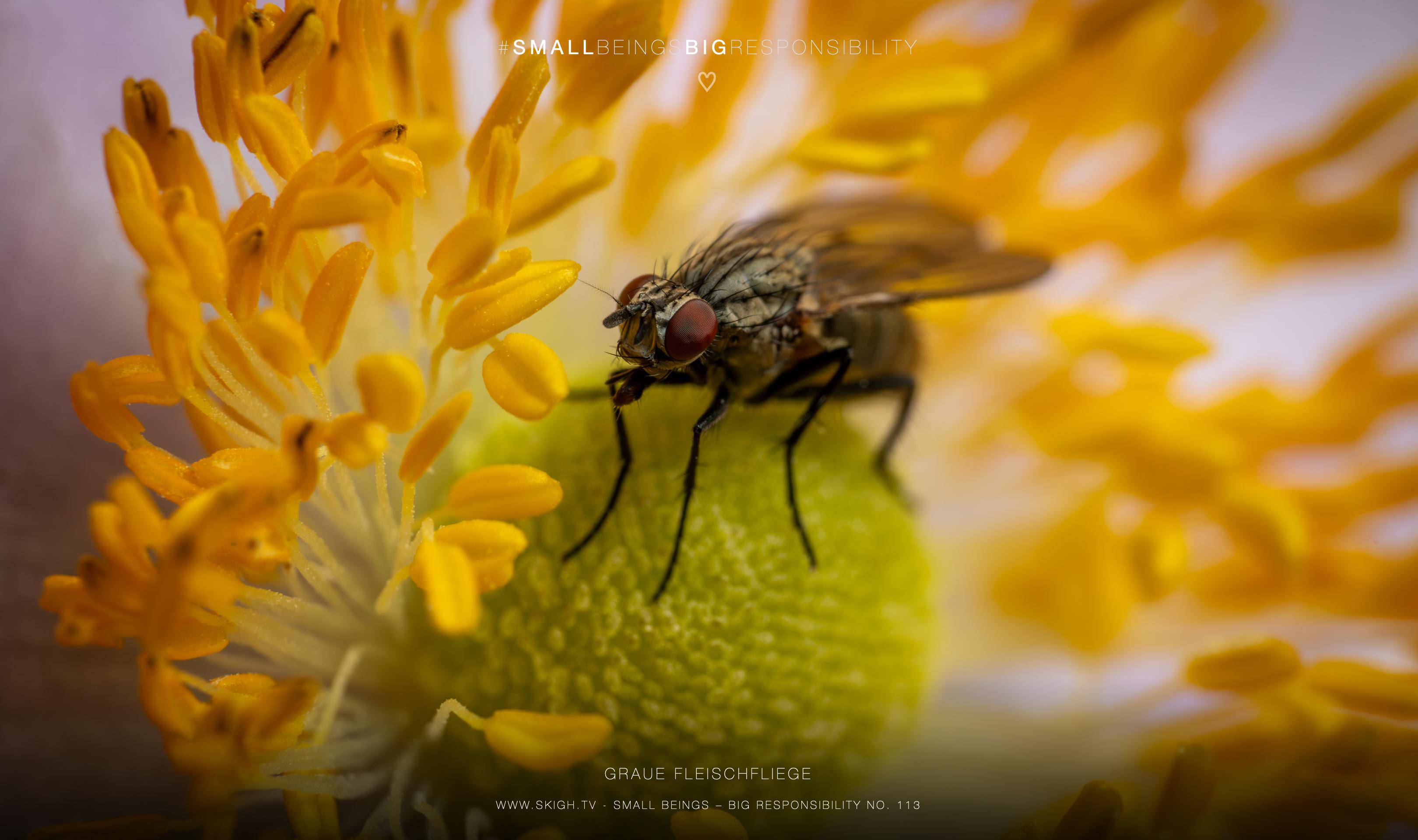 Graue Fleischfliege | 1/250s * f13 * ISO 400 * 90mm - FE 90mm F2.8 Macro G OSS - Sony α7R V Graue Fleischfliege